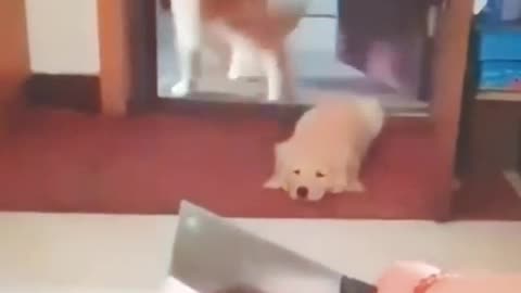 Funny scared dog with knife