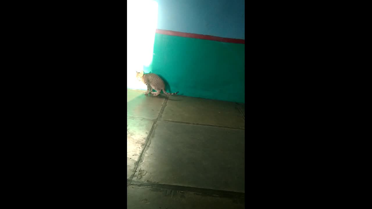 🐈 cat funny videos dance viral video