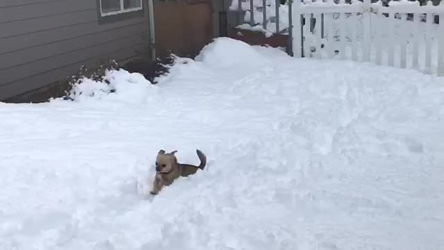 Tiny dog can’t jump through the snow.