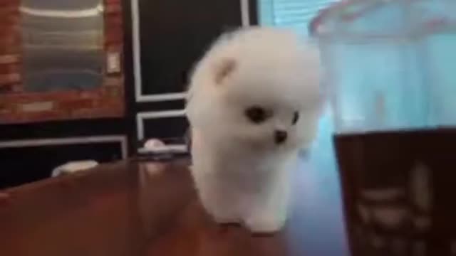 Cute tiny puppy