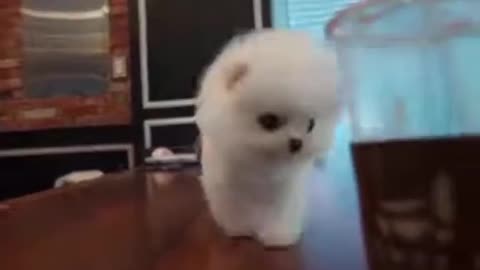 Cute tiny puppy