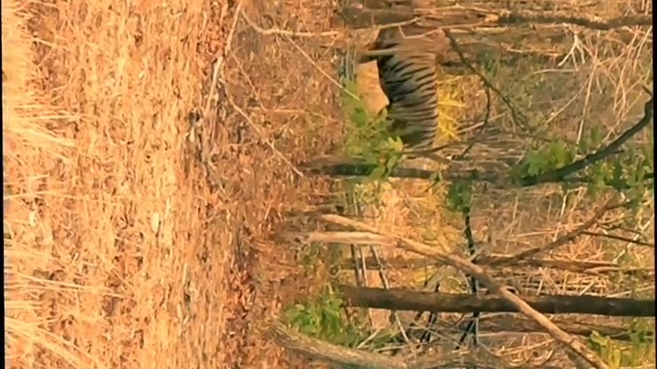 Wildlife's & Funs