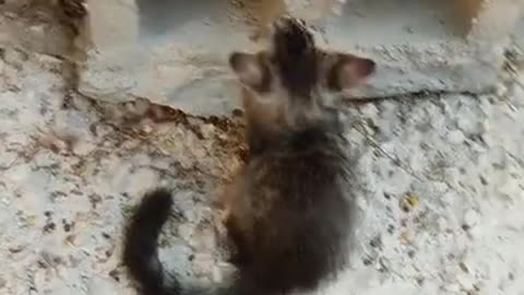 CAT BOXING