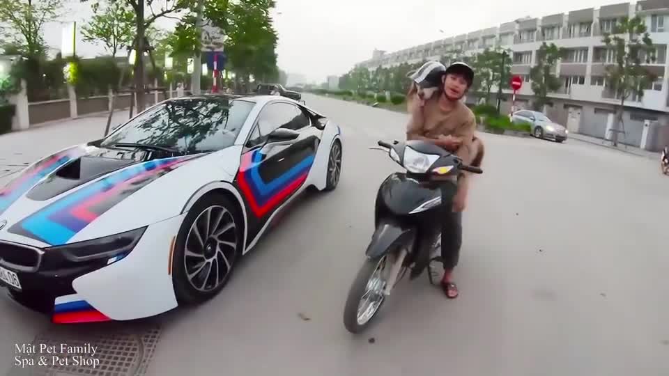 the dog can ride