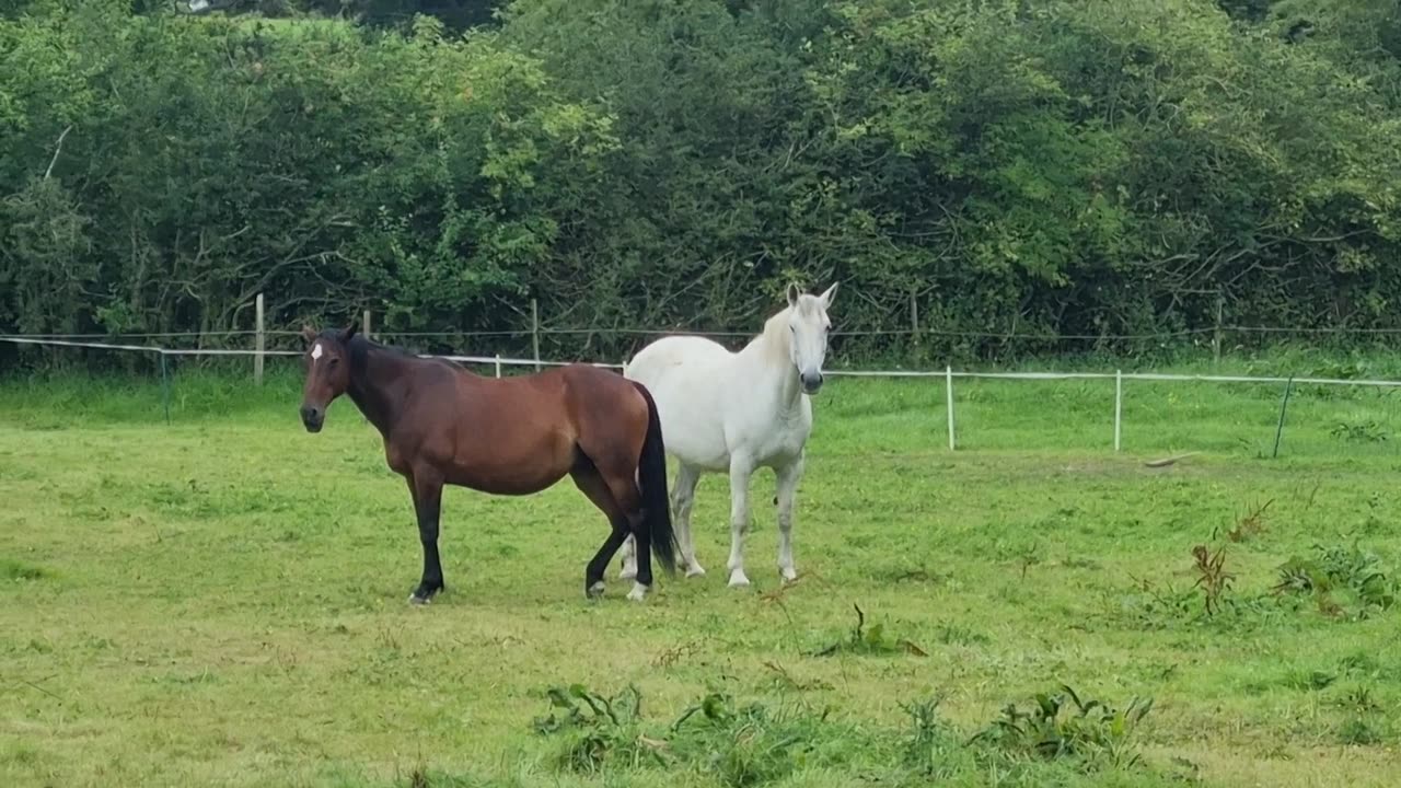 Two Beautiful NIce Horses In North Wales.