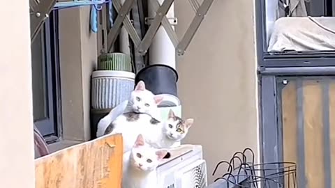 3 cats look at a person with surprise