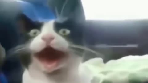 Funny video - cat say I'm terrified