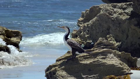 Duck in the sea