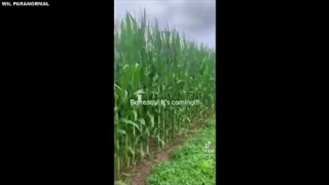 they are deliberately createing food shortages in order to take control of our lives