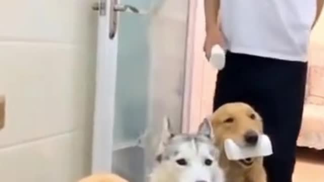 The Smartest Dogs Compilation, #shorts #cutestcatsanddogs