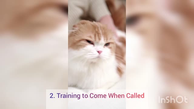 Do you know .Top 5 tip for cat training and techniques