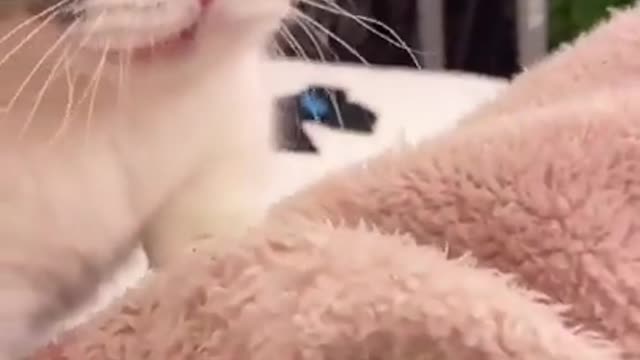 Cute Cats and Funny Animals Compilation
