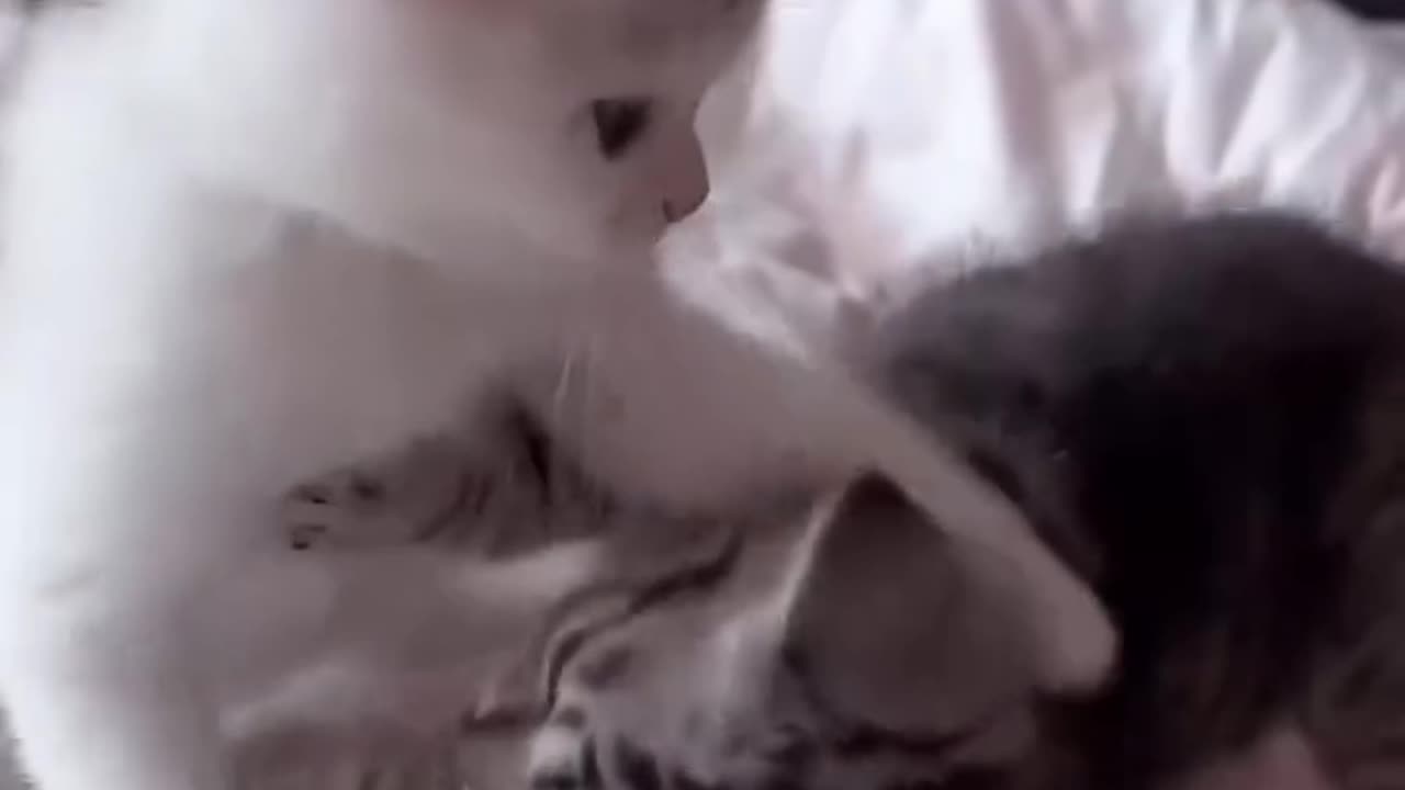 sweet fight between kittens