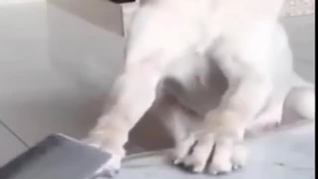 Ultimate Baby Dogs - All time Cute And Funny Dog Videos Compilation #shorts