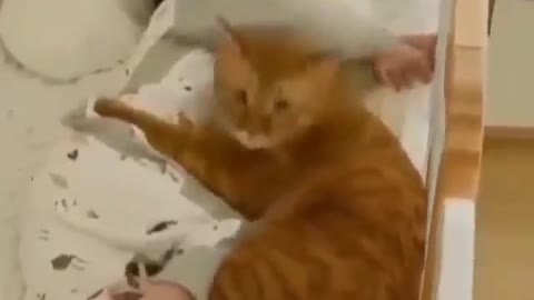 Cat loves to baby at sleeping him