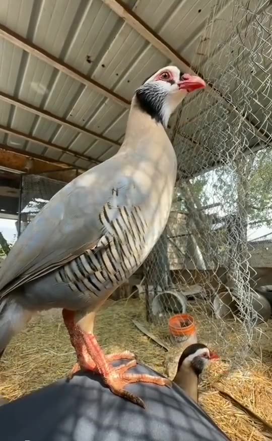 Birds farming corner beautiful birds
