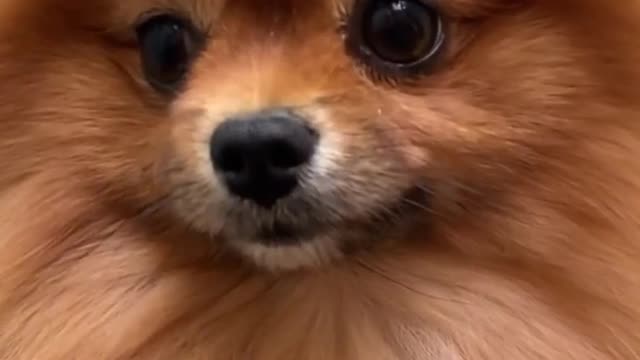 Dog's special videos trending funny animals