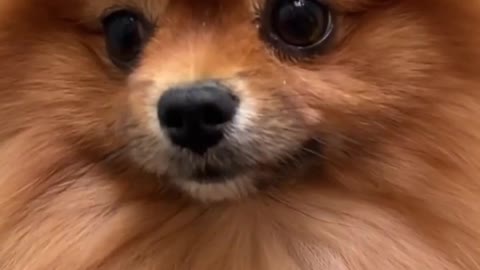 Dog's special videos trending funny animals