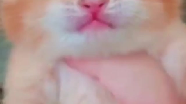 Cute Cat Crying 😿