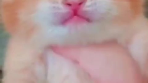 Cute Cat Crying 😿