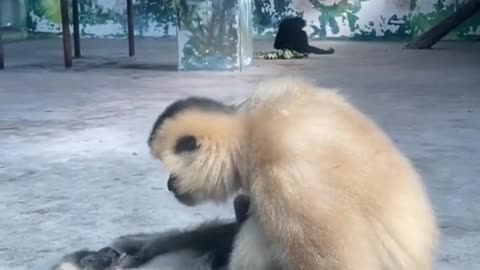 monkey#baby#mother#mum