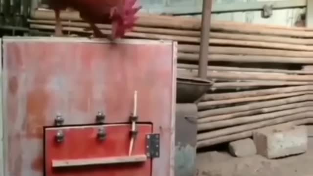 Clever Cunning Rooster, Clever Chicken