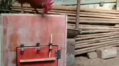 Clever Cunning Rooster, Clever Chicken