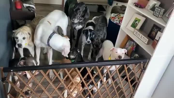 A lot of impatient, four legged clocks who know it’s dinner time.