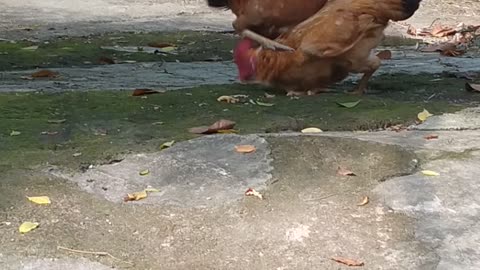 Unequal fight of 2 chickens