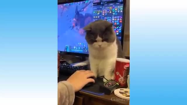 Animals sing, play, very cute cats, the funniest dogs