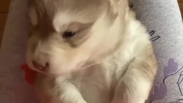 Husky puppy throws the cutest tantrums