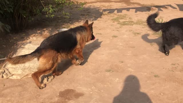 Powerful German shepherd puppy