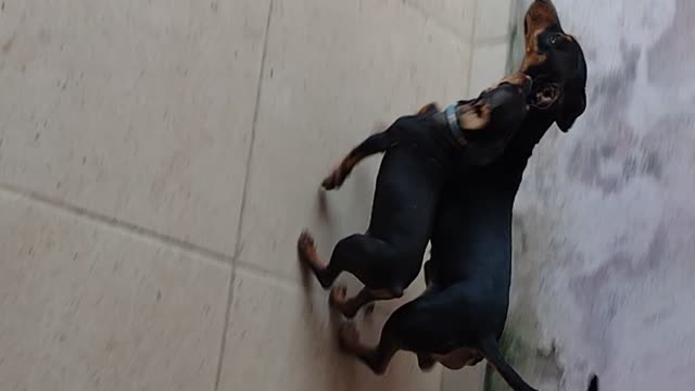 Little dog rules the big one
