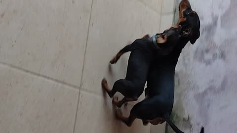 Little dog rules the big one