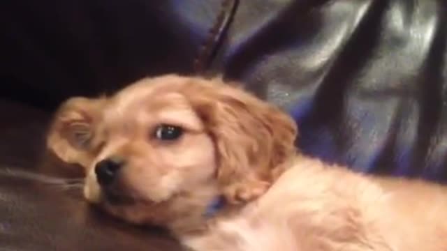 Labrador puppy lies down on black couch