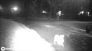 Front Yard Trail Cam - Rabbits in Driveway