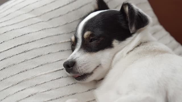 Close Up Video of Cute Sleepy Dog