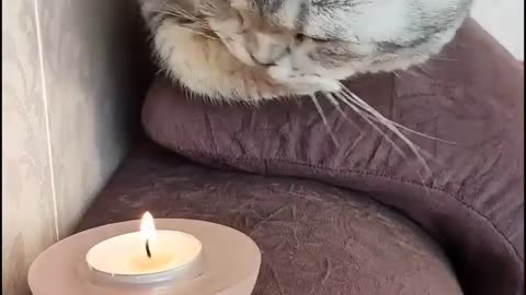 kitten playing with fire 😱