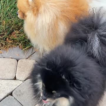 Cute dogs for American at home||dogs