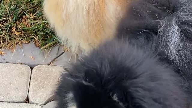 Cute dogs for American at home||dogs