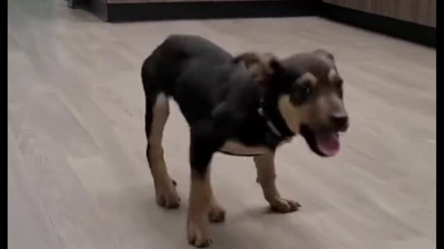 This adorable puppy really knows how to move.