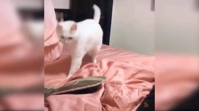 Cat Dances To Rap Song