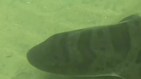 Wildlife