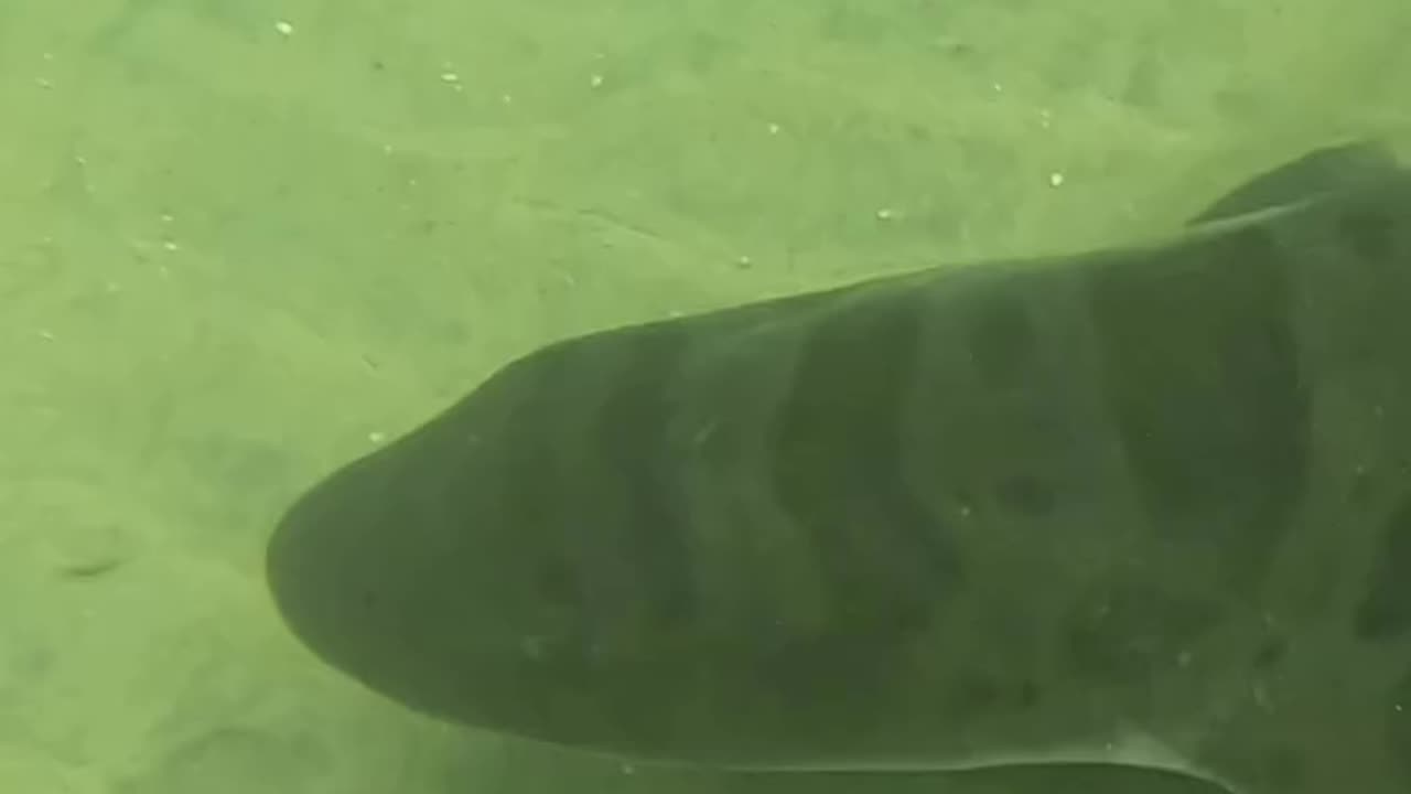Wildlife