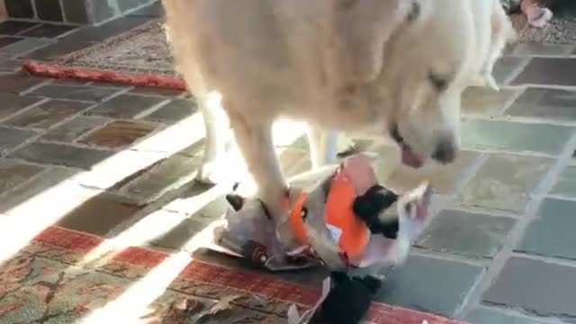 Dog Opening Her Present Like a Boss