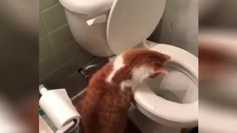 Cats-Funny Compilation