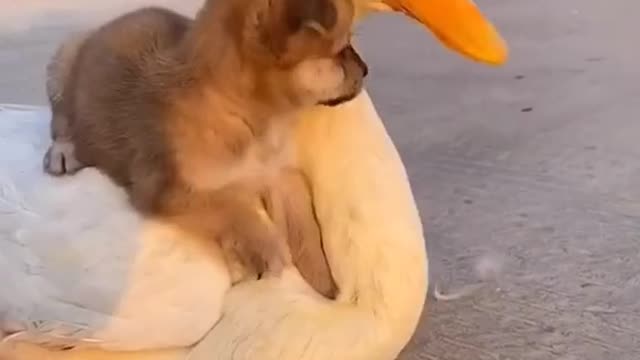 Cute puppy playing with a duck