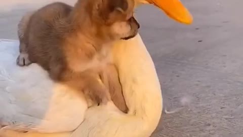 Cute puppy playing with a duck