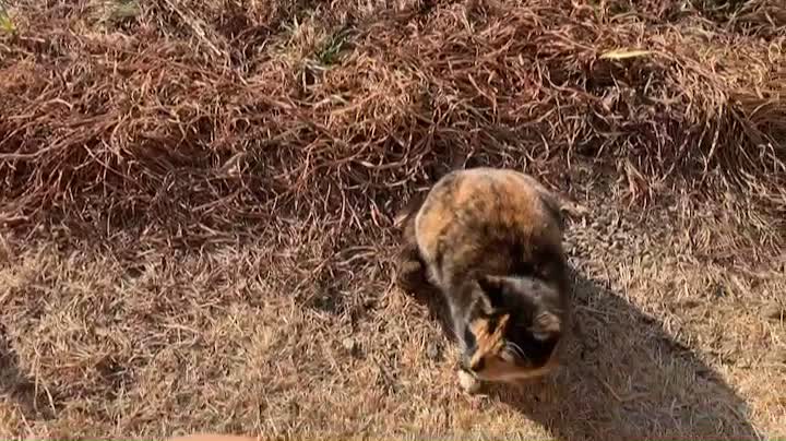 When I woke up, the cat came to see me.