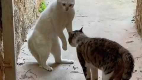 Animal funny videos.Cute cats #shorts#Animalviral